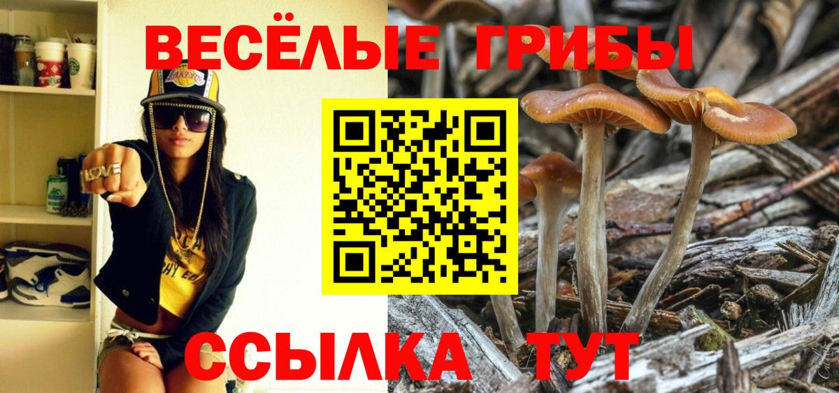 Псилоцибиновые грибы прущие грибы Зима